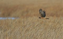 Northern Harrier